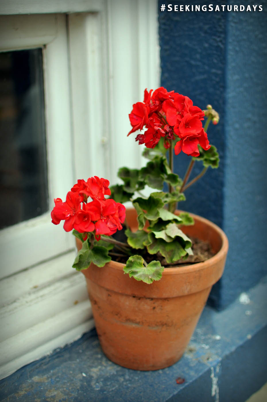 Clay pot with flowers