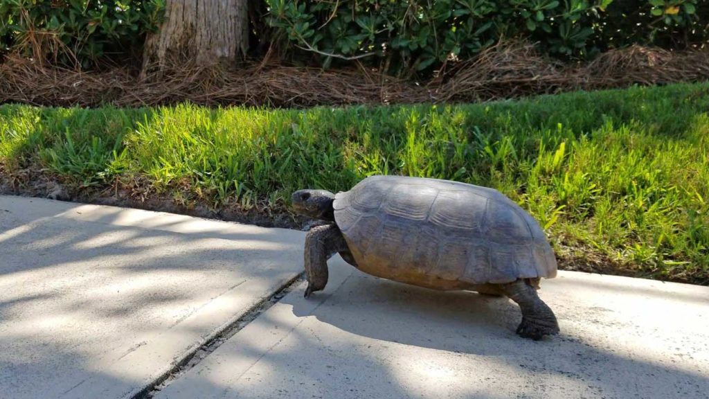 Gopher tortoise Amelia Island, FL