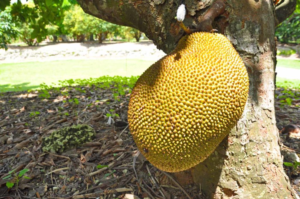 Jackfruit growing on jack tree Homestead, FL