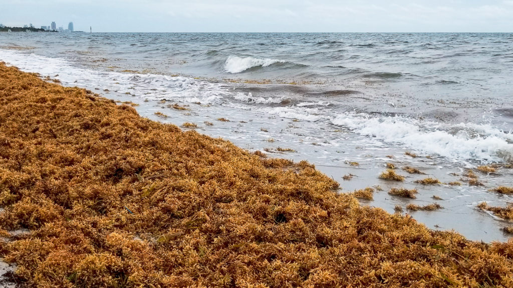 Seaweed on Key Biscayne Beach