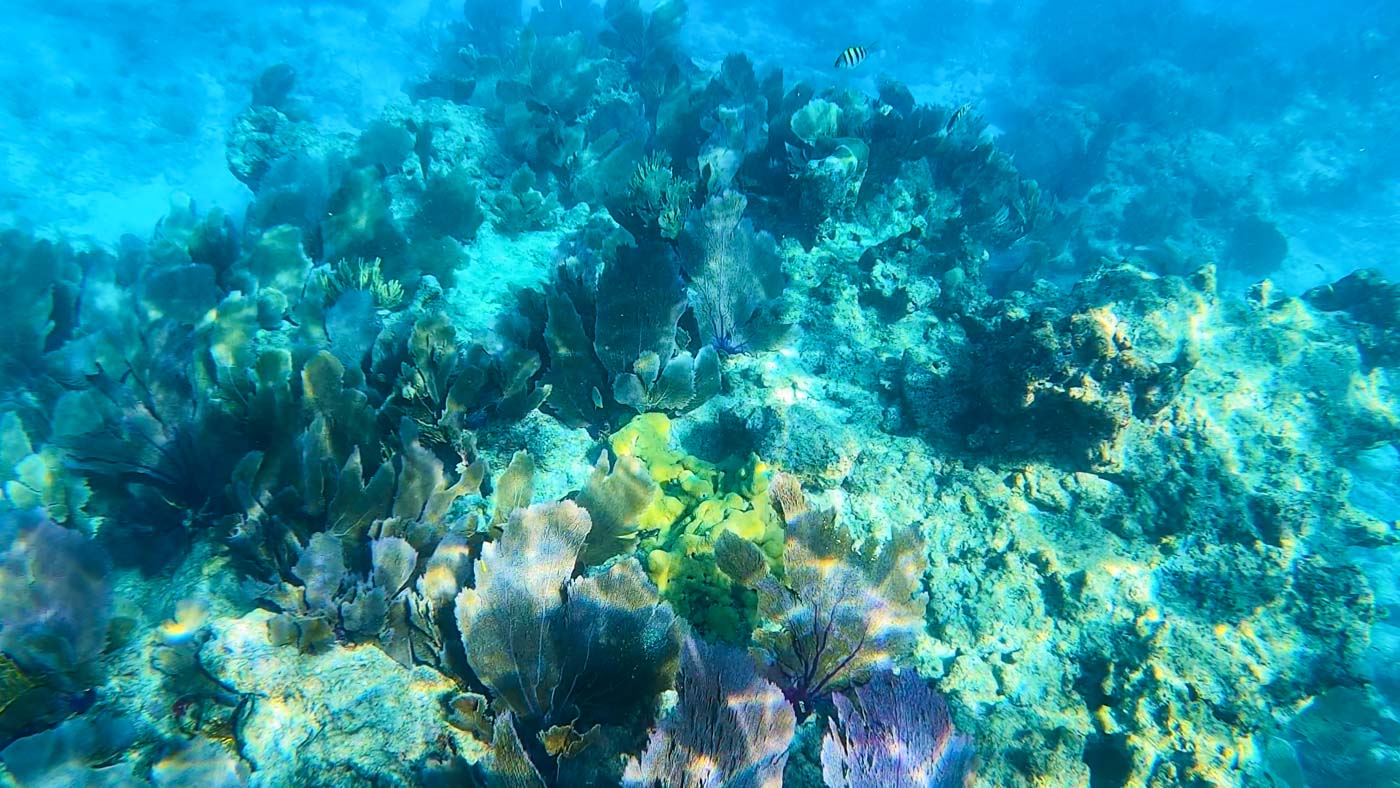 Coral reef Key West Florida
