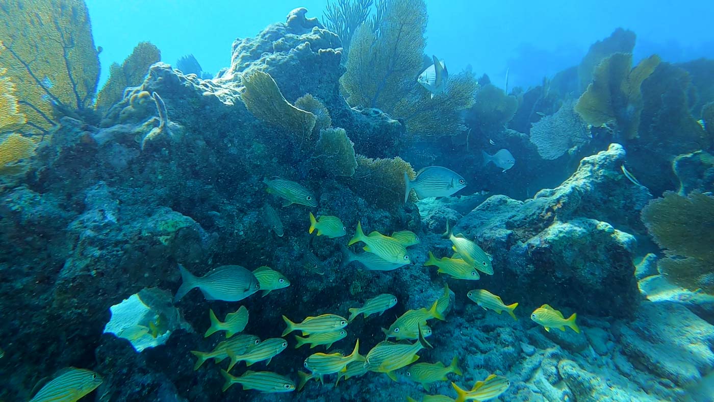 Grunt fish tropical Key West snorkeling