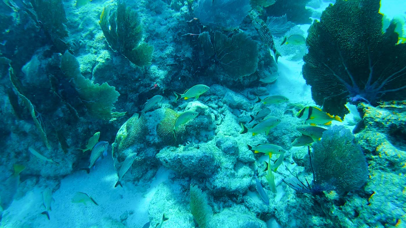 Grunt porkfish Key West common fish
