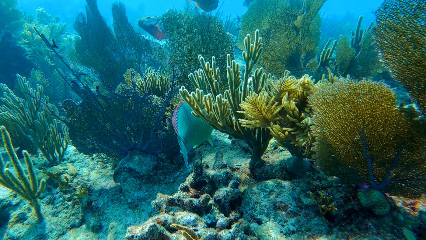 Parrotfish coral reef Key West snorkeling
