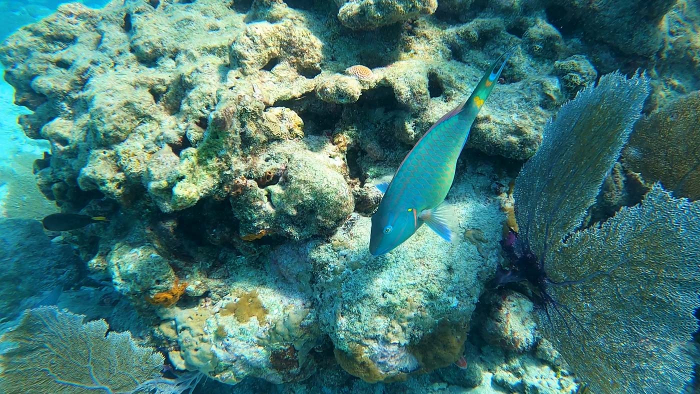 Parrotfish snorkeling Key West Florida