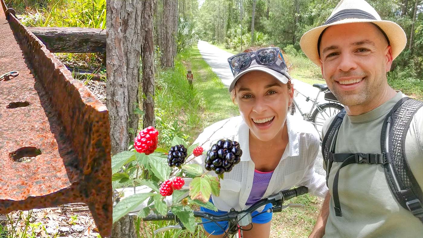 Florida Biking Trails - Lehigh Greenway Rail Trail with Blackberries